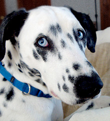 Dalmatians with blue eyes are not blind