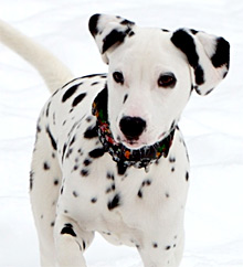 Dalmatians need a safe place to exercise off-lead on a daily basis and lots of walks