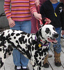 Well-trained Dalmatians are good with well-behaved children. We do not place Dals with very young children. We believe dogs and children of any age should be supervised at all times