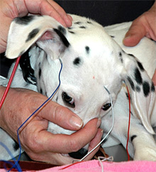 Approximately 30% of Dalmatians are born deaf in one or both ears.