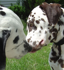 A Dalmatian may have black or brown spots