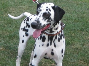 A typical black-and-white Dalmatian