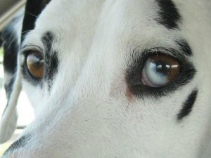 A Dalmatian with a blue-brown eye.