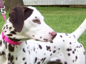 Dalmatian with brown spots and a patch on one ear.