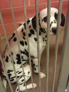 Dalmatian in Chicago shelter